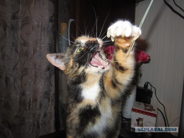 Котовторник  27.10.2015