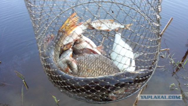 История одной летней рыбалки