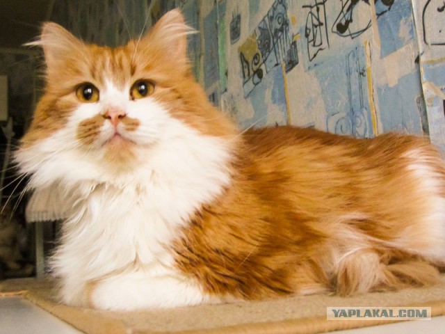 Котовторник 17.11.2015