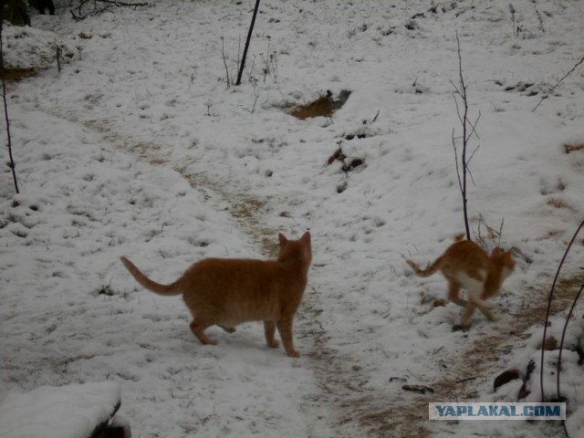 Жизнь домашнего приюта для котеек 95