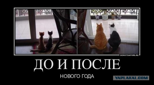 Пучок смешных картинок