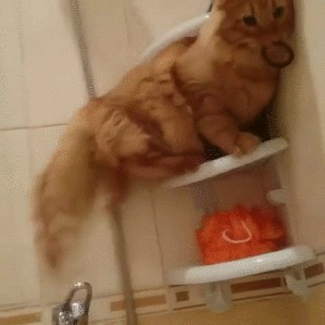 Кот пытался спастись от купания на полке