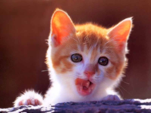 КошкоЛето!