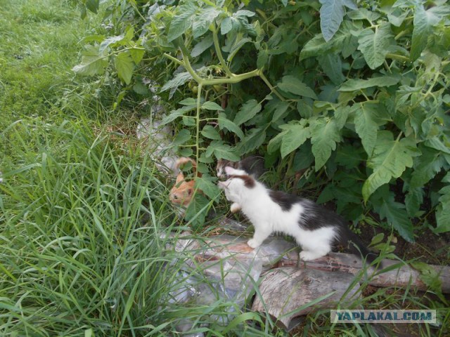 Жизнь домашнего приюта для котеек 125