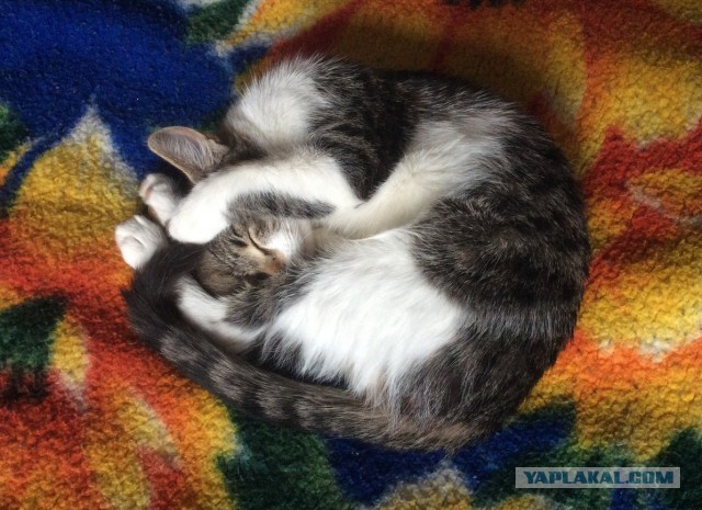 Котейки пост