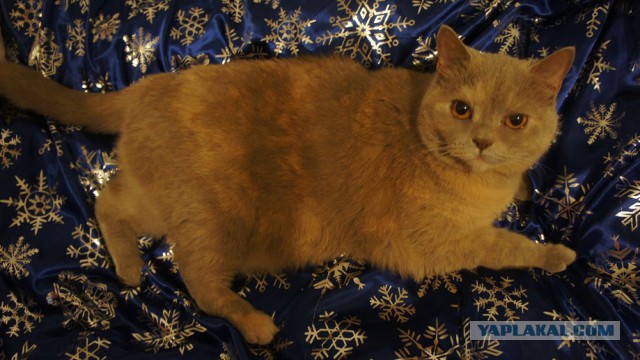 Котовторник 13.12.2016