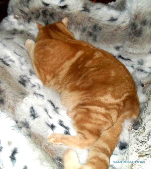 Котовторник 24.01.2017