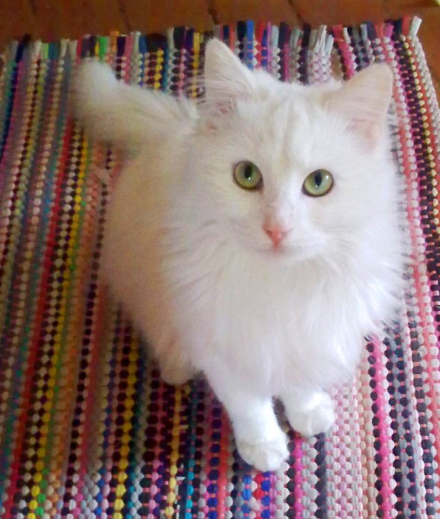 Коты и Кошки