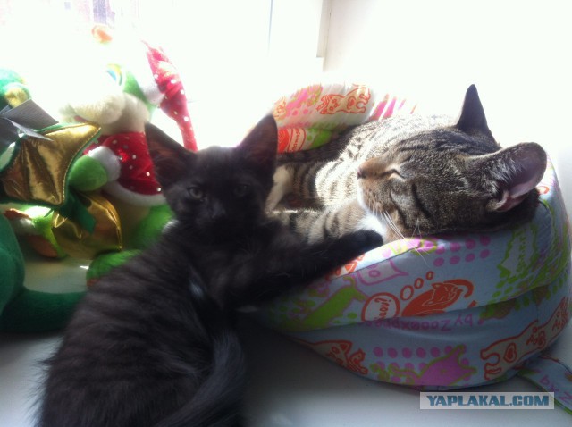 Котовторник 30.05.2017