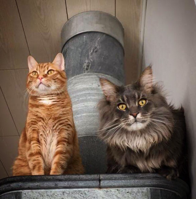 Коты и Кошки