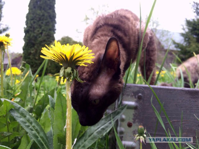 Котовторник 11.07.2017