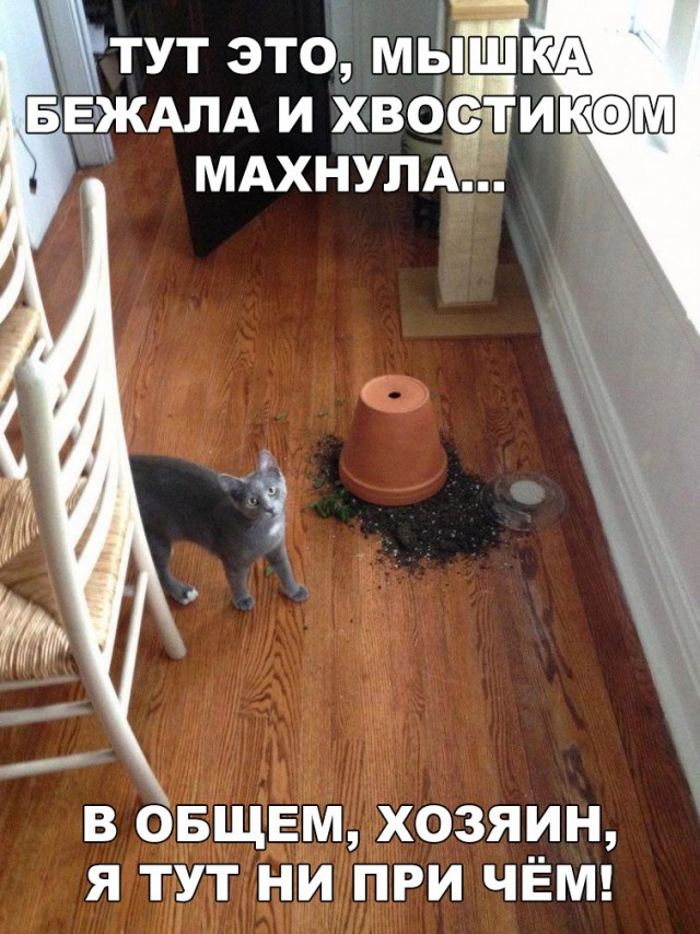 Коты и Кошки