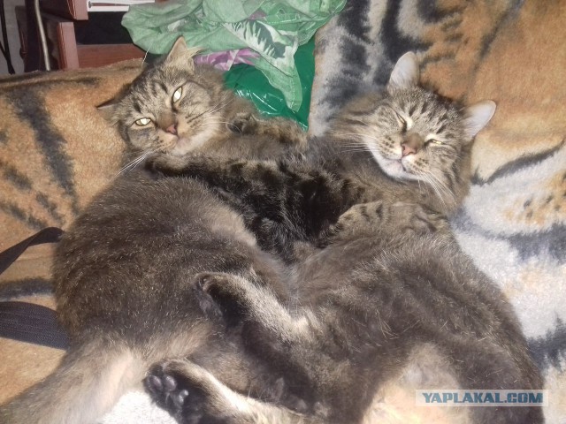 Котовторник 29.08.2017