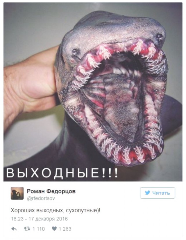 Веселые? Картинки
