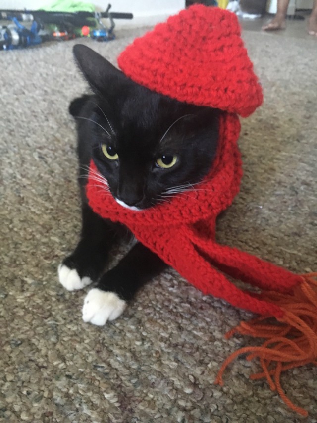 Котовторник 19.09.2017