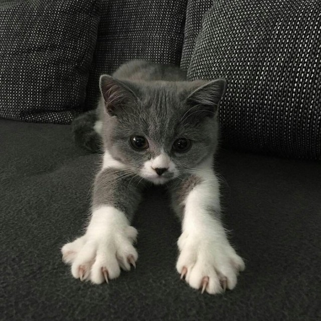 Коты и Кошки