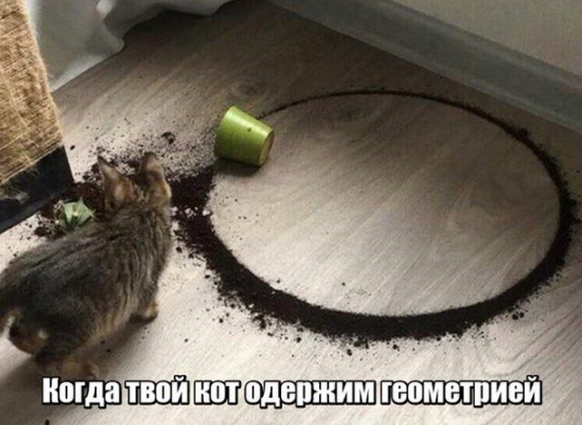 Коты и Кошки