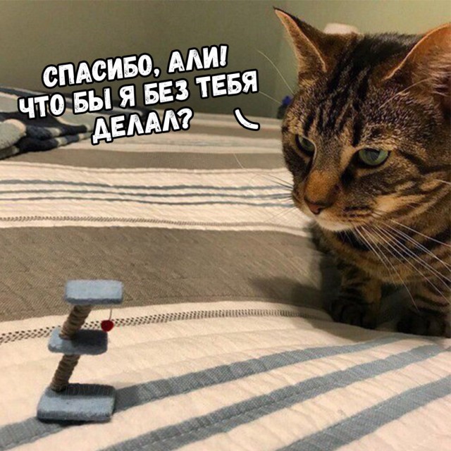 Коты и Кошки