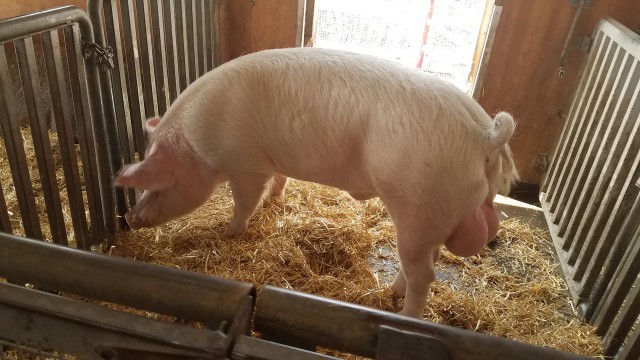 Просто Природа