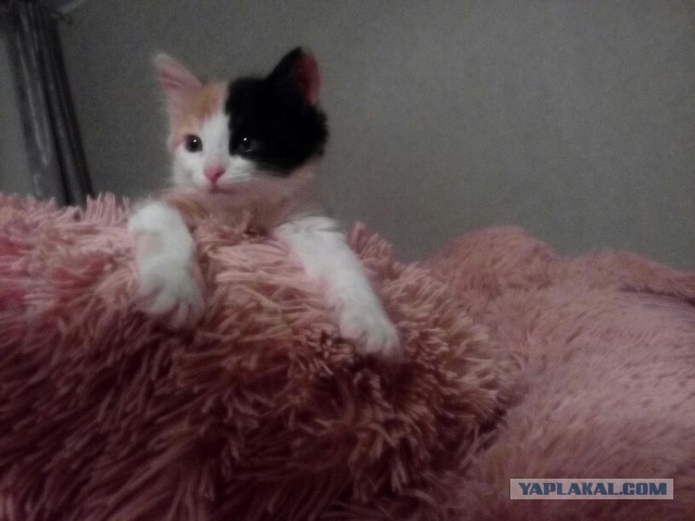 Котовторник 9.01.2018