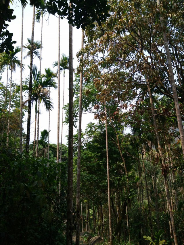 К живым мостам и обратно. Заметки из Индии