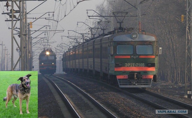 Клички у автомобилей