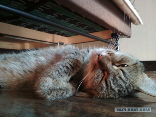 Котовторник 07.08.2018