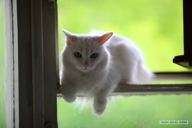 Котовторник (02.06.2009)