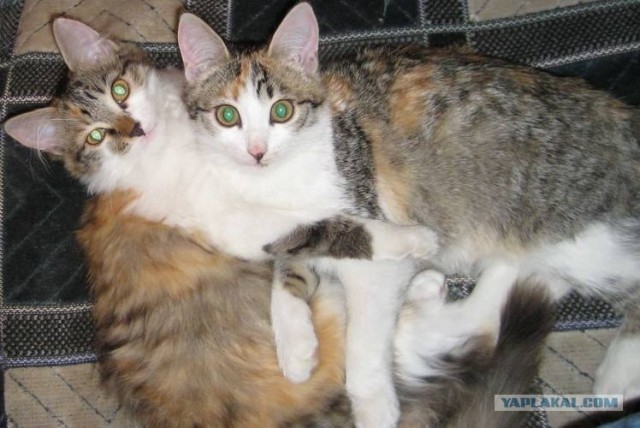 Сердечные коты
