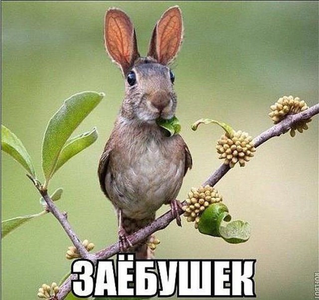 Картинки из интернетов