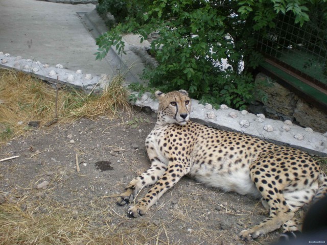 Леопард