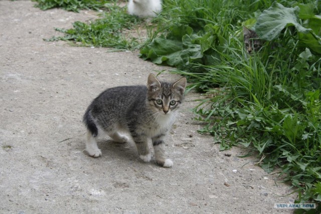 Начинаем котовторник!