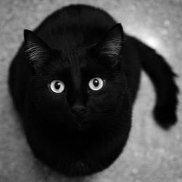 Прикольных котов пост