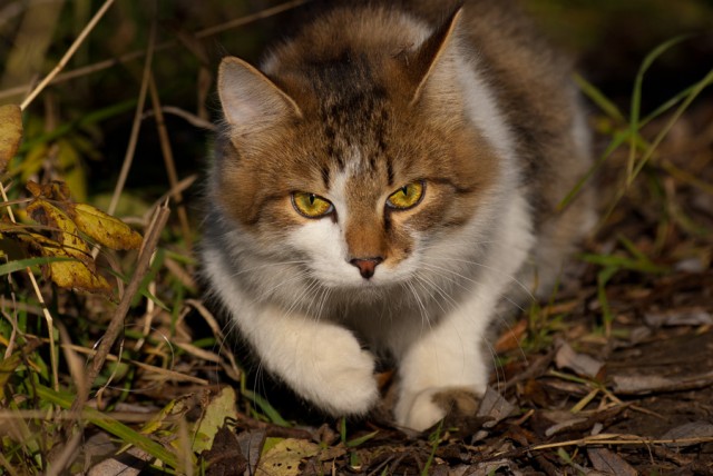 Котовторник (начало в супермаркете!)