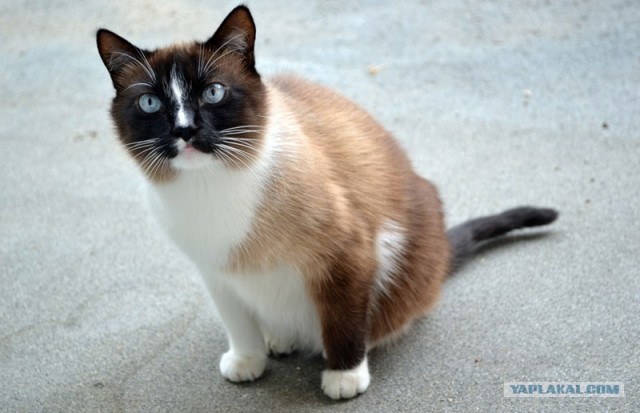 Котовторник 17 января