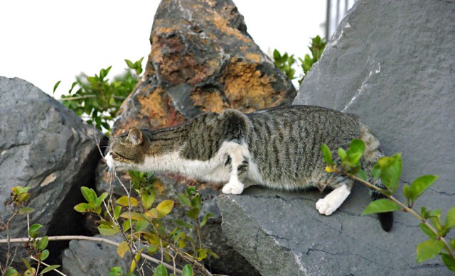 Котовторник (31.01.2012)