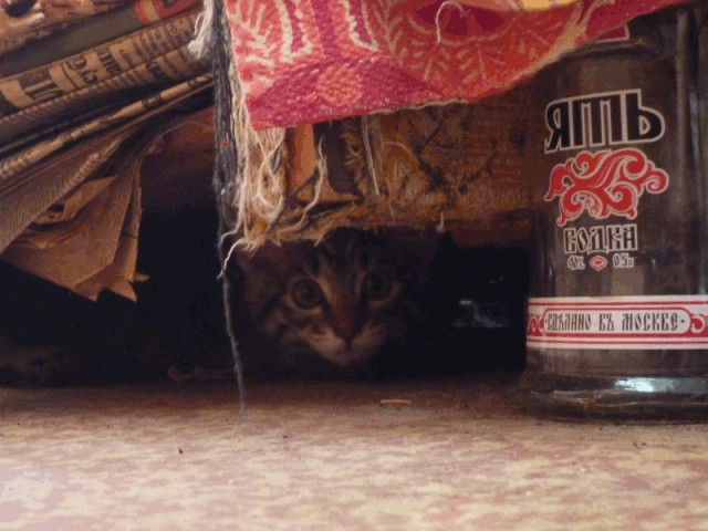 Котовторник (07.02.2012)