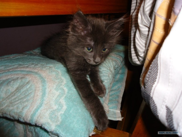 Котовторник 29.05.2012