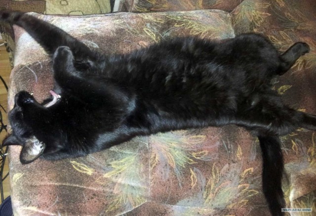 Котовторник 31.07.2012 г.