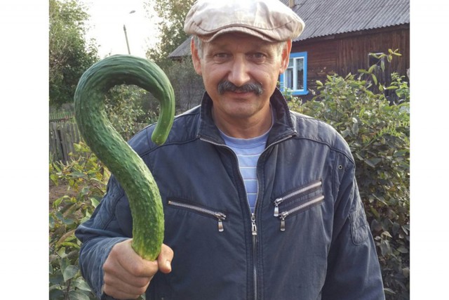Огурец: радиация везде