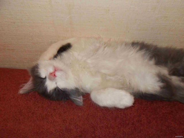 Котовторник 29.01.2013