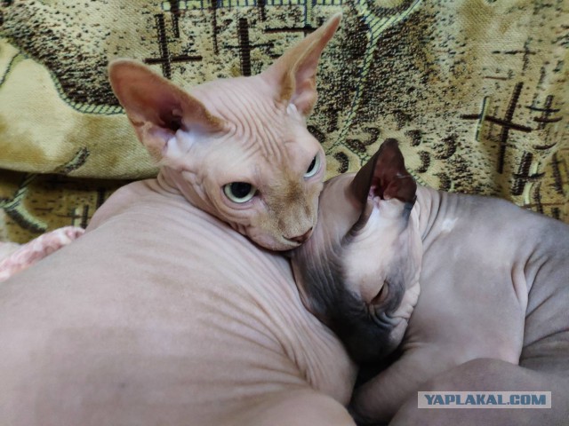 Котовторник однако