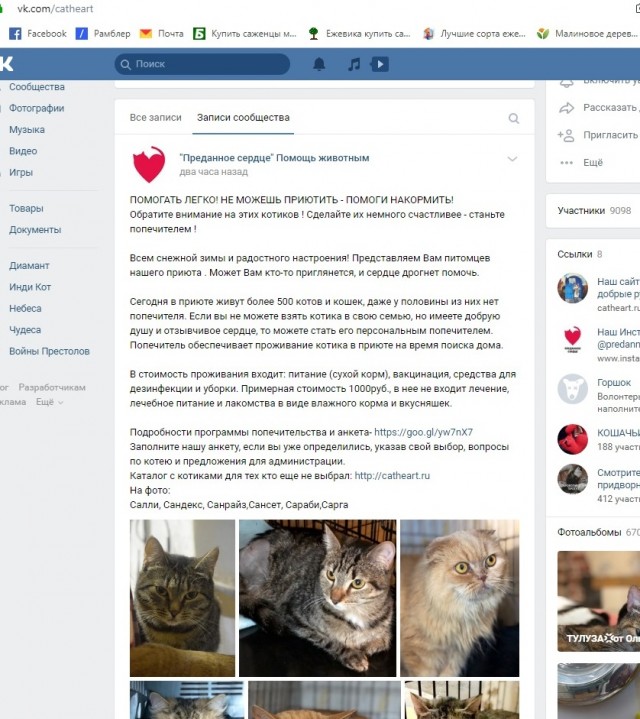 Помогите вернуть кота! Приют "Преданное сердце" украл кота и не отдает!-2