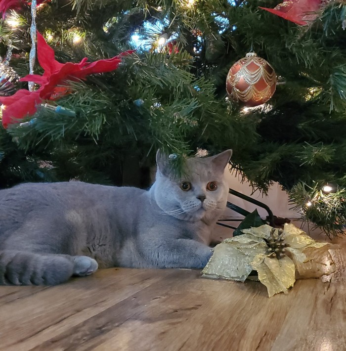 Котовторник *новогодний* 31/12/2019