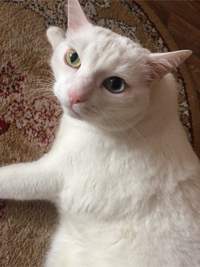 Котовторник 28.01.2020