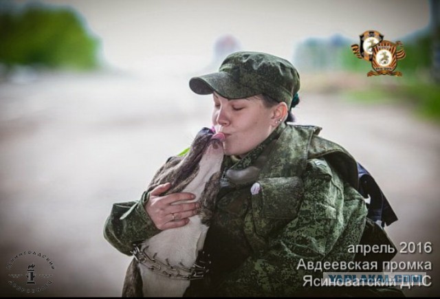 Братья наши меньшие на фронте