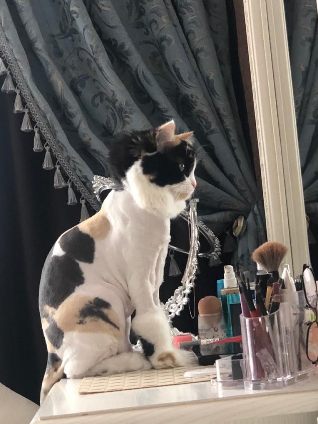 Коты, которые нас порадовали!