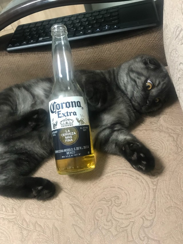 Забавные животные