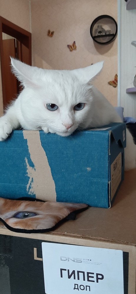 Котовторник 17.11.20
