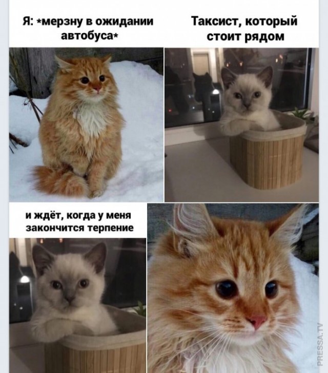 Картинки и мемы для настроения 028